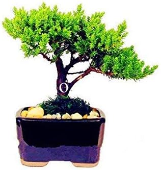 Sale ! 50 Pcs Colorful Japanese Juniper Bonsai, Indoor Starter Tree Juniperus Nana for Home Garden Potted Seedsplant Purify Air: 15