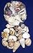 Hinterland Trading Sea Shells Mixed Beach Seashells W/net Bag 1lb 1/2 " to 2" Shells 30+ Seashells