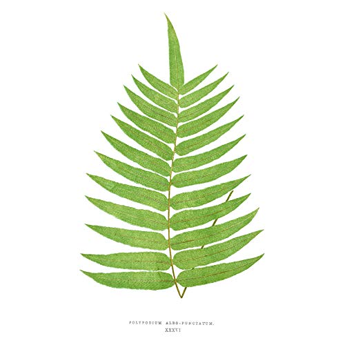 Wee Blue Coo Fern Polypodium Albo Punctatum Art Print Canvas Premium Wall Decor Poster
