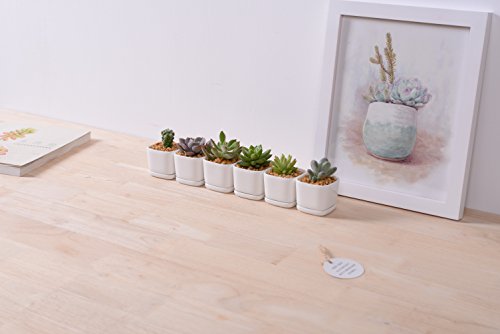 Sea star 6 set 2 inch square Modern Minimalist White Ceramic Succulent mini Planter Pot/Window Box with Saucer (Square, 2inch)