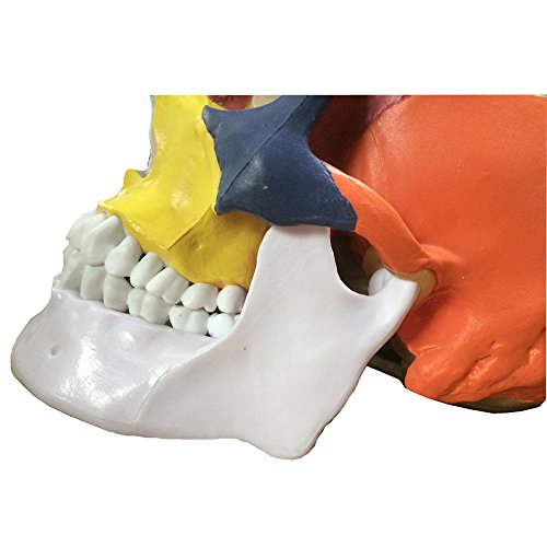 image for Skull Model,OIF Human Skull Map Anatomical Scientific Included Full Se