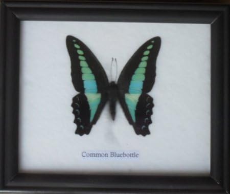 Real Common Bluebottle Butterfly Collection wall decor Taxidermy Display in Frame