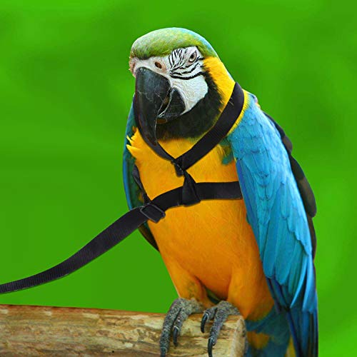 6 Adjustable+Parrot+Bird+Harness+Leash