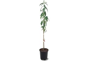 GENERIC Belle of Georgia Peach Tree, Cold Hardy, Deciduous, Self-Pollinator, 1 gal Nursery Pot, 1-2 ft Tree Height (Due to Agricultural Laws, we Cannot Ship to CA, AZ, AK, or HI)