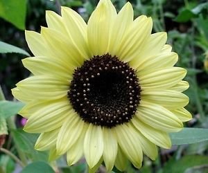 NooElec Seeds India Gardening Sunflower Lemon Queen 20 Seeds (Flower Seeds)