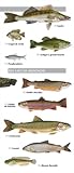 Image de Petit atlas des poissons d'eau douce (French Edition)