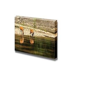 Canvas Prints Wall Art - Deers Drinking Water at River, Wild Thailand | Modern Wall Decor/Home Decoration Stretched Gallery Canvas Wrap Giclee Print. Ready to Hang - 12" x 18"