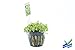 Potted Monte Carlo (Micranthemum) - Easy Carpet Aquarium Plant by West Coast Aquatics