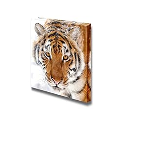 Canvas Prints Wall Art - Beautiful Wild Siberian Tiger on Snow Wild Animal/Beast Photograph | Modern Wall Decor/Home Decoration Stretched Gallery Canvas Wrap Giclee Print & Ready to Hang - 12" x 12"