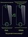 iPhone 6S/6 (4.7 inch ONLY) (Case Friendly) HD Clear Premium Tempered Glass Screen Protector by BELUGA® - Protect Your Screen from Scratches and Drops - Maximize Your Resale Value - 99.99% Clarity and Touchscreen Accuracy- 0.3mm - 2.5D Rounded Polished Edges - Including Back Protective Film