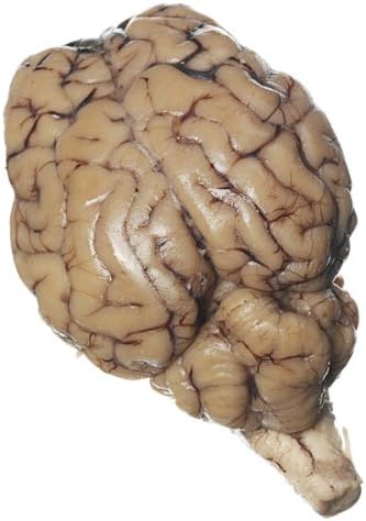 Preserved Sheep Brain with Hypophysis, Plain Pack of 10