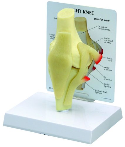 Knee Bone Joint Anatomical Model