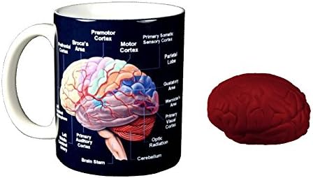 Crossings Brain Coffee Mug Bundle with Brain Stress Ball