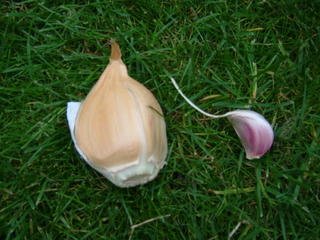 DaylilyNursery Elephant Garlic 2 Huge Bulbs for Fall Planting - Non GMO, Milder Tasting Garlic Bulbs