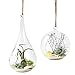 Mkono 2 Pack Glass Hanging Planter Air Plant Terrarium Home Decorations Gift Idea for Succulent Moss Tillandsias Air Ferns Candles, Globe and Teardrop primary