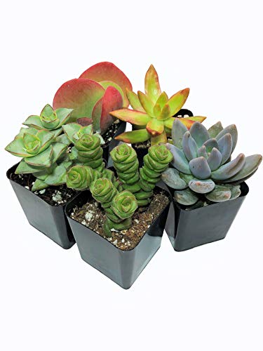 Real Live Succulent Plants (5 Pack), Fully Rooted in Planter Pots with Soil - Unique Indoor Cactus Decor by The Succulent Cult