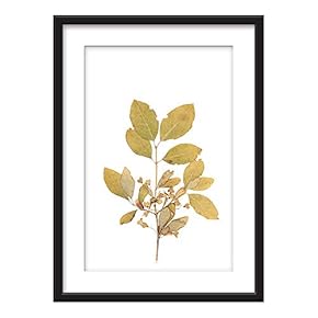 Framed Plant Specimen Art in Black Picture Frames White Matting