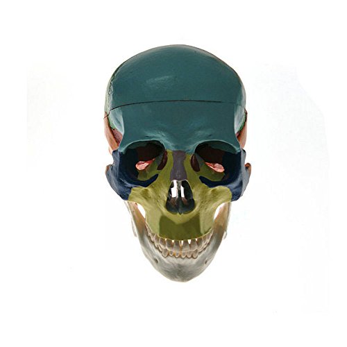 1:1 Human Adult head Anatomical model bionic skull bone color zoning Removable Skull Cap Medical Science Educational Teaching tool