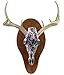 Dennco Muddy Girl Skull Mount