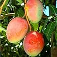 Live Kent Mango Tree Live Plant, Sweet Mango Tree Plant, 9 to 12 Inc Mango Live Plant for Growing Outside