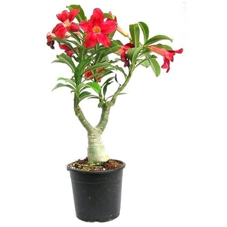 StarLink Bonsai Rare Desert Rose Adenium Live Plant