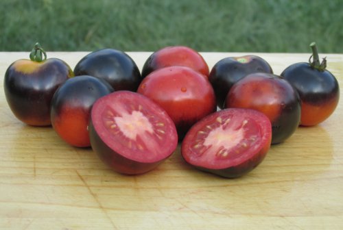 Indigo Rose Tomato Seeds- Organic- Purple/Blue Cherry Variety- 25+ Seeds Indigo Rose Tomato Seeds- Organic- Purple/Blue Cherry Variety- 25+ Seeds