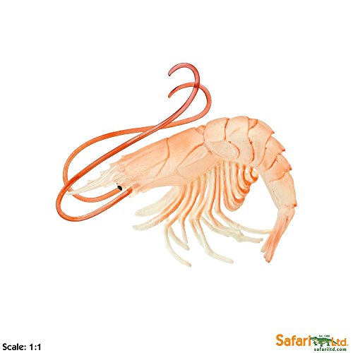 Incredible Creatures: Shrimp