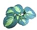 ‘Dream Queen’ Hosta – Quart Pot – Healthy – Heavy – Perennial – Ea 1 by Growers Solution