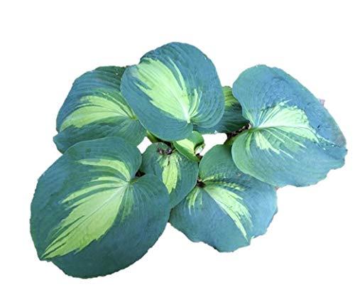 'Dream Queen' Hosta - Quart Pot - Healthy - Heavy - Perennial - Ea 1 by Growers Solution 'Dream Queen' Hosta - Quart Pot - Healthy - Heavy - Perennial - Ea 1 by Growers Solution