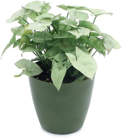 Exotic Green White Syngonium