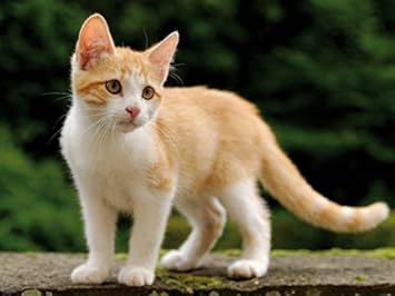 pics Tabby Ginger And White Kitten 1art1 cats poster adhesive photo