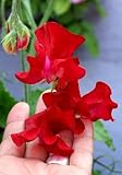 Flowering EVERLASTING PEA Vine ~Pearl Red~ 