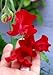 Flowering EVERLASTING PEA Vine ~Pearl Red~ "Lathyrus Latifolius" 10-Perennial Seeds