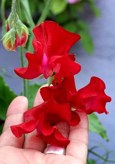 Flowering EVERLASTING PEA Vine ~Pearl Red~ Flowering EVERLASTING PEA Vine ~Pearl Red~