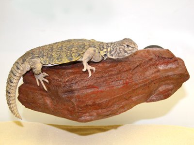 MagNaturals Rock Ledge (Mojave, Small)