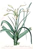 Plate 347 - Amaryllis Longifolia