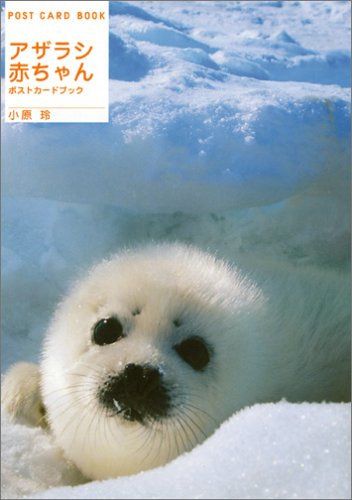 アザラシ赤ちゃん ポストカードブック 新風舎文庫 小原 玲 本 通販 Amazon