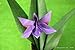 Origami Art: 15 Exquisite Folded Paper Designs from the Origamido Studio: Intermediate and Advanced Projects: Origami Book with 15 Projects
