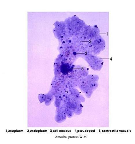 3 Prepared+Microscope+Education+Specimens+DIY+SCIENCE