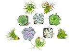 Succulent Air Plant Combo Pack | 5 Succulents and 5 Airplants | Real Live Home Decor House Gift | Indoor Mix Pack | Rooted in Pots by Plants for Pets