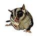 Exotic Nutrition Yogurt Drops 12 oz. - Treat for Sugar Gliders, Prairie Dogs, Monkeys, Squirrels, Guinea Pigs, Rabbits