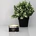 Caitlins Home Scented Candles Vanilla, Lavender, Rose Scents Natural Soy Wax, Portable Tin Travel Candle Gift Set