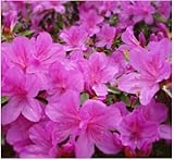 100 pcs / bag, Azalea seeds, potted seed, flower seed, variety complete, the budding rate 95%, (Mixed colors)