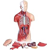 HAMModel Human Torso Anatomy Model – Removable Organs, Heart, Brain, Lungs – Medical Educational Tool for Students, Teachers, Healthcare Professionals