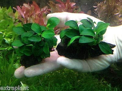 2 x Anubias Nana 'Petite' on Driftwood Live Aquarium Freshwater Plants Moss ADA