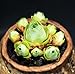 Live Succulent Plant Mini Succulents (Aeonium aureum)