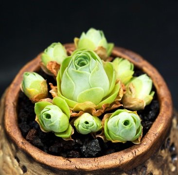 Live Succulent Plant Mini Succulents (Aeonium aureum) Live Succulent Plant Mini Succulents (Aeonium aureum)