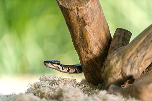 2 Galapagos+05064+Shavings+Bedding+8+Quart