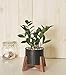 Mid Century Plant Stand – Wood Table Top Plant Stand Mini Flower Pot Holder for Succulent Cactus Small Plant Home Office Desk Decoration – Apollo – Fits up to 6.5” Planter (Planter NOT Included)thumb 4
