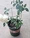 Amgate 3 Set Garden Mini Trellis Plant Support Pot, Dia 7